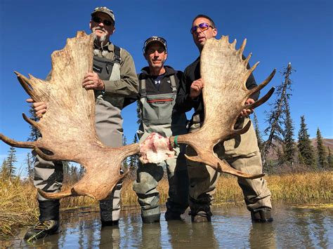 Experience <b>Alaska</b> <b>moose</b> hunting with <b>Alaska's</b> Ultimate Trophy Hunting. . Guided alaska moose hunts